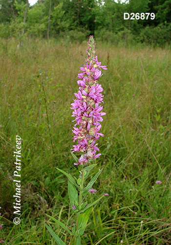 Purple Loosestrife (Lythrum salicaria)